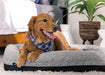 Performance - Medium / Large Dog Bed - Gray Bedgear