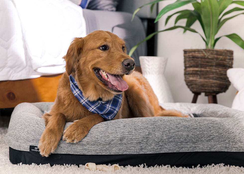 Performance - Medium / Large Dog Bed - Gray Bedgear