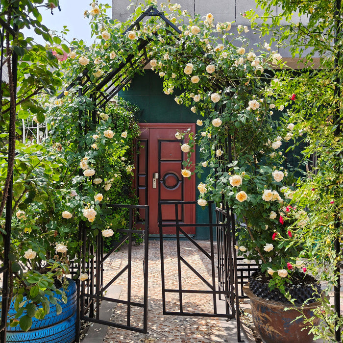 Garden Arch With Gate Climbing Plants Support Outdoor - Black Daily Nest