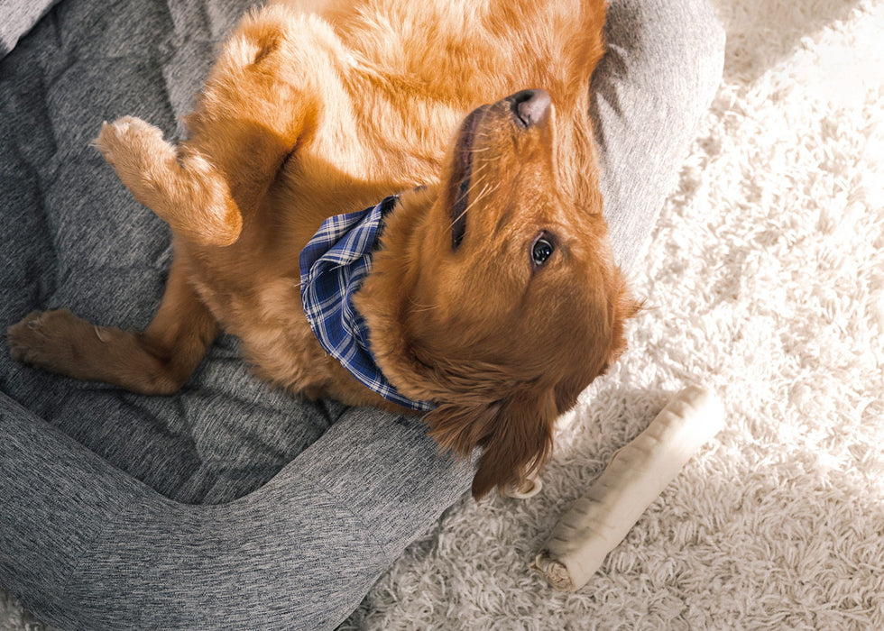 Performance - Medium / Large Dog Bed - Gray Bedgear