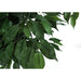 58" Tall, Artificial Plant, Ficus Tree, Indoor, Faux, Fake, Floor, Greenery, Potted, Decorative - Green / Black 8th Street