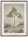 Fenngrove - Wall Art - Brown / Beige Signature Design by Ashley®