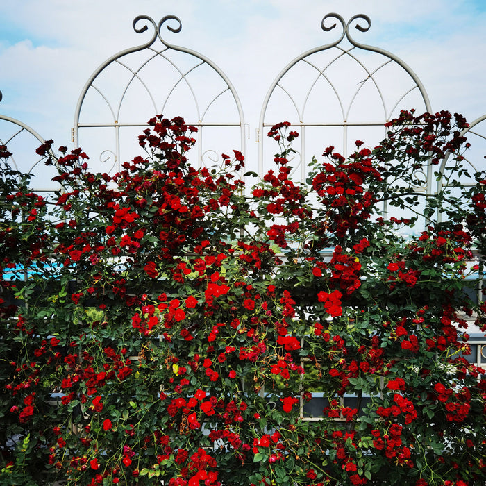 Metal Garden Rustproof Trellis For Climbing Plants Outdoor Flower Support Daily Nest
