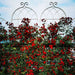 Metal Garden Rustproof Trellis For Climbing Plants Outdoor Flower Support Daily Nest